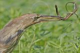 4317308_American_Bittern.jpg