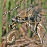4334549_American_Bittern.jpg