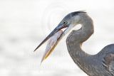 3891253_Great_Blue_Heron.jpg