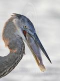 3891254_Great_Blue_Heron.jpg
