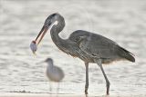 3975282_Great_Blue_Heron.jpg