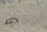 4240521_Great_Blue_Heron.jpg