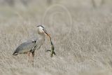 4240522_Great_Blue_Heron.jpg