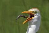 4686758_Cattle_Egret.jpg