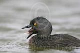 4686747_Least_Grebe.jpg
