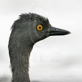 4686743_Least_Grebe.jpg