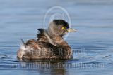 3678039_Least_Grebe.jpg