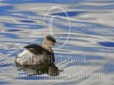 3678376_Least_Grebe.jpg