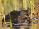 3876555_Least_Grebe.jpg