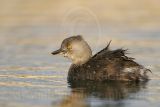 3876558_Least_Grebe.jpg