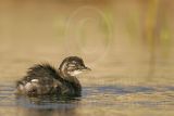 3876568_Least_Grebe.jpg