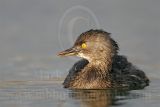 3876575_Least_Grebe.jpg