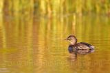 3876594_Least_Grebe.jpg
