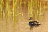 3876601_Least_Grebe.jpg