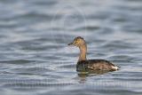 3876616_Least_Grebe.jpg