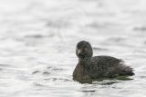 3876629_Least_Grebe.jpg