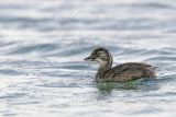 3876644_Least_Grebe.jpg