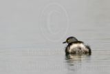 3876688_Least_Grebe.jpg