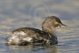 4067429_Least_Grebe.jpg