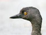 4686744_Least_Grebe.jpg
