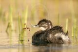 3876563_Least_Grebe feather.jpg