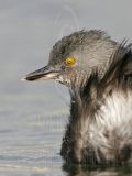 4067423_Least_Grebe.jpg