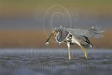 3820300_Tricolored_Heron.jpg