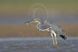 3975271_Tricolored_Heron.jpg