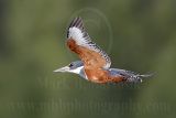 3917917-lg.jpg