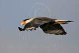 3975247-lg.jpg