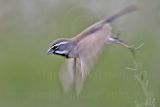 4004341-lg.jpg
