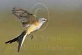 3830867_Scissor-tailed_Flycatcher.jpg