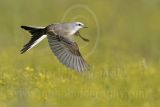 3830869_Scissor-tailed_Flycatcher.jpg