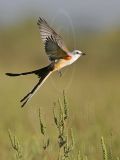 3830872_Scissor-tailed_Flycatcher.jpg