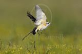 3877462_Scissor-tailed_Flycatcher.jpg