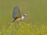 3877467_Scissor-tailed_Flycatcher.jpg