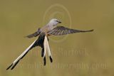 3877480_Scissor-tailed_Flycatcher.jpg