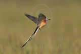 3877481_Scissor-tailed_Flycatcher.jpg