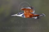 3917893-lg.jpg