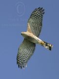 3917895-lg.jpg