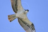 3917911-lg.jpg
