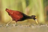 _MG_1198_Northern_Jacana.jpg