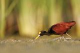 _MG_1425_Northern_Jacana.jpg
