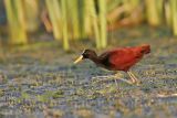 _MG_1738_Northern_Jacana.jpg