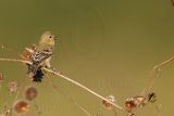 _MG_6221_800.jpg