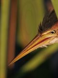 _MG_6210_Least_Bittern.jpg