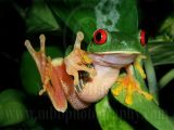 P0011918REFrog.jpg
