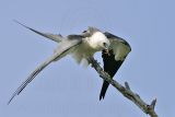 _MG_9183crop_Swallow-tailed Kite.jpg