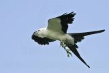 _MG_9795_Swallow-tailed Kite.jpg