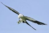 _MG_9801_Swallow-tailed Kite.jpg
